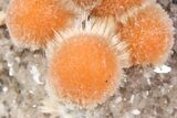 Vibrant Peach Thomsonite on Sparkling Heulandite - India #382291-2